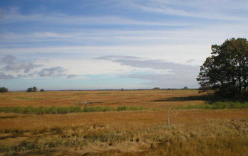 High-elevation marsh at the Plum Island Ecosystems LTER site.